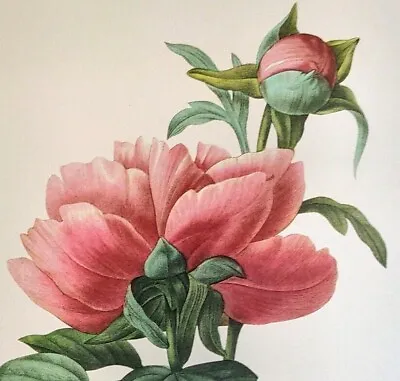 P. J. Redoute Beautiful Flowers CHINESE PEONY Botanical Art Print Book Plate 101 • $13.59