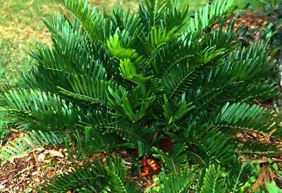 Zamia Floridana COONTIE CYCAD Seeds! • $4.99