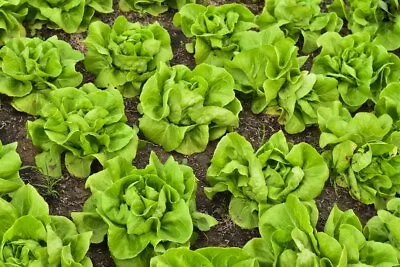 800+ Butter Crunch / Butterhead Lettuce Seeds Tracking On All Orders Over $16 • $2.19