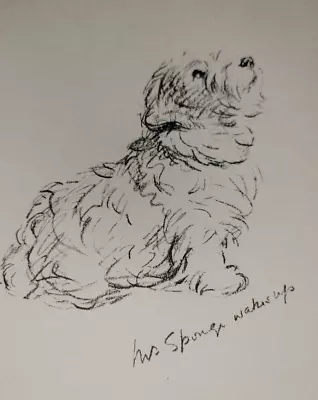 Mrs Sponge Wakes Up Sealyham Terrier Dog Drawing By Lucy Mac Dawson Print 1940s • $25