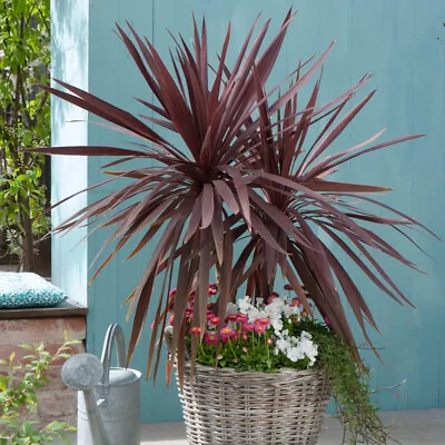 Cordyline Australis Red Star 17cm 60-70cm • £21.99