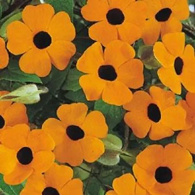 Thunbergia Alata 'Orange Wonder' / Climber / Black-Eyed Susan / 40 Seeds • £1.79