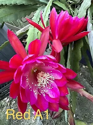 2 Epiphyllum Cuttings Red A1 • $16