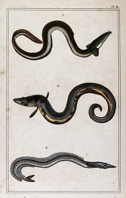 1845 Lacepede Print - Moray Eel Muraenidae - Conger Eel Congridae  Ammodyte Fish • $39.99