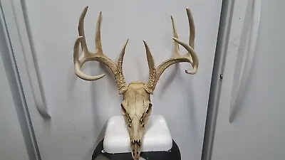 Bladed Brows 5x5 WHITETAIL DEER RACK FULL SKULL Mule Elk Shed Antlers Taxidermy • $195