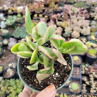 Crassula Argentea 'Money Tree' Variegata Succulent Plant • $4.75