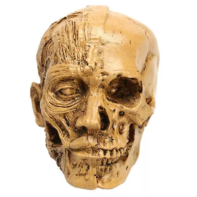 Skull Head Model Studying Anatomy Teaching Party Art Sketch Resin Muscle Bone • $11.55