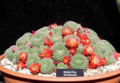 RED CROWN CACTUS (Rebutia Minuscula) 10 Seeds • $4