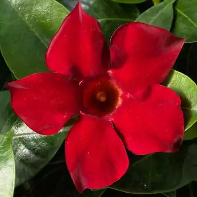 Mandevilla (Dipladenia) ‘Madinia Deep Red’ Live Plant Well-Rooted Starter Plant • $8.95