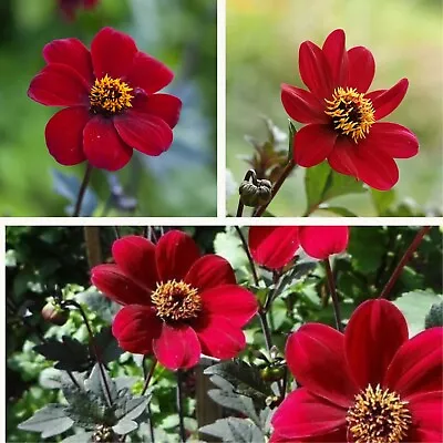 Dahlia Mignon Bishop Of Auckland Tubers. Impressive Dark Red Summer Flowers. • £8.95