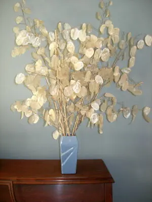 Lunaria ~ Money Plant Seeds • $3.25