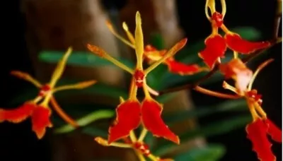 Orchid Species Renanthera Vietnamensis • $35