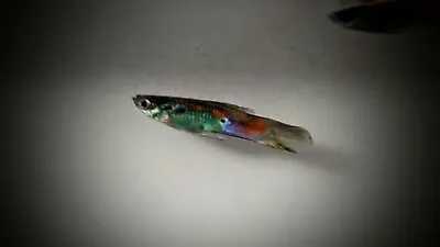 $10 • Buy 15 + Extra Guppies! FedEx 1-2 Day Shipping!