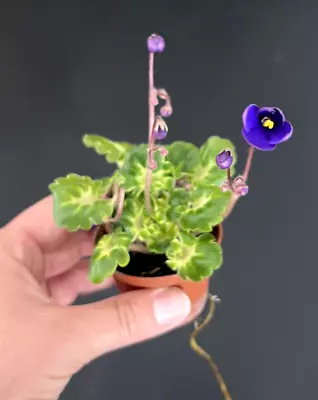 African Violet Plant-  Painted Silk  (semiminiature) • $10.50