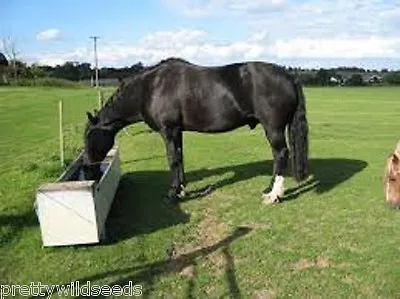 Horse Pony Paddock Overseed Pastures Gateway Repair Certified Grass Seed Bulk  • £12.99
