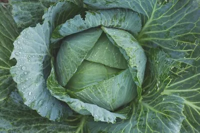 Late Flat Dutch Cabbage Seeds Cabbage Wraps NON-GMO Heirloom FREE SHIPPING • $1.69