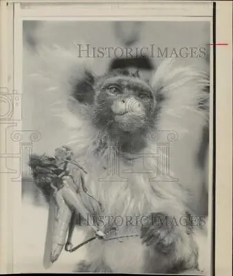 1967 Press Photo Marmoset Monkey Munches On A Grasshopper. - Hpw11191 • $15.99
