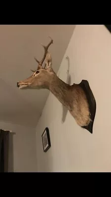 £700 • Buy Vintage Mounted Taxidermy Deer Head