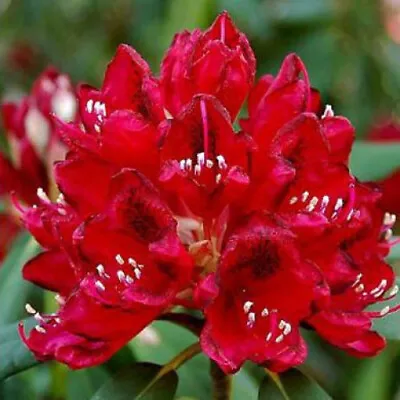 Rhododendron Lord Roberts 2 Litre Pot Red Flowers Evergreen Shrub • £15.95