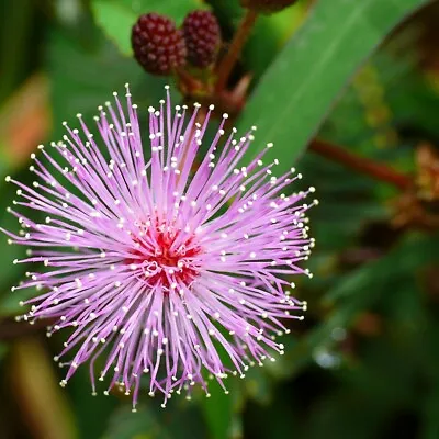 100 Mimosa Pudica Seeds (shy Plant / Sensitive Plant Seeds) - 100 Seeds • £3.99