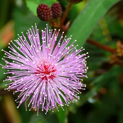 200 Mimosa Pudica Seeds (shy Plant / Sensitive Plant Seeds) - 200 Seeds • £5.99