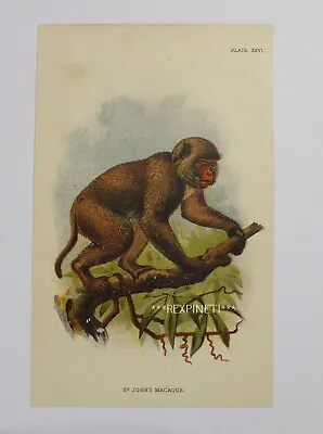 Antique Monkey Print Macaque China • $13.99