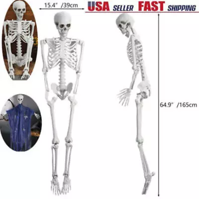 67  Human Skeleton Life Size Medical Model For Anatomy Study W/Movable Joints US • $49.99