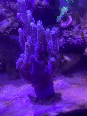 Purple Finger Leather Coral Live Coral Frag 1-3” • $24