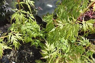 Acer Palmatum 'Dissectum' 15cm Pot Size • £29.99