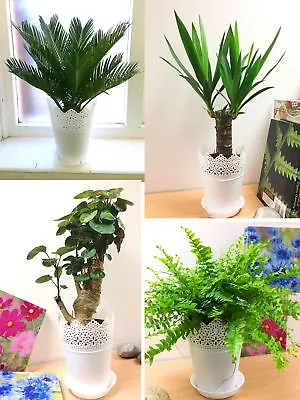 £22.99 • Buy Indoor Evergreen Garden House Plant @ 14cm White Floral Pot For Patio Office
