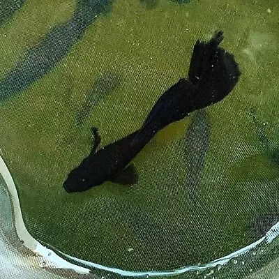 10 Live Guppy Fry- Full Black Guppy - High Quality Live Guppy Fish US Seller • $39.95