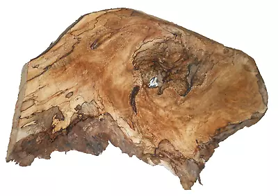 SPALTED MYRTLEWOOD SLAB LIVE EDGE TURNING  WOODWORKING APPROX 13x9x.75 IN • $18.50