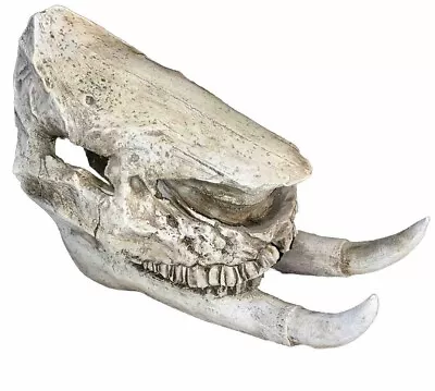 Replica Chilotherium Rhino Skull (VERY RARE) • $150