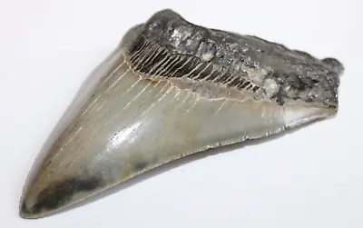 MEGALODON Fossil Giant Shark Tooth Natural No Repair 4.92  HUGE BEAUTIFL TOOTH • $50