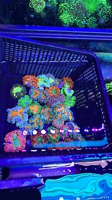 5 Pack Ultra Rock Flower Anemone RFA Rainbow Nem Live Coral Frag LPS SPS Florida • $189.99