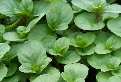 Mentha Orange Mint 'Granada' Perennial Garden Herb Plug Plants Pack X6  • £4.95