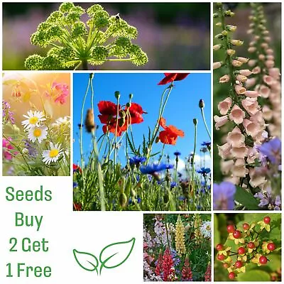 Multi Listing Flower Seeds - Hardy Annual Perennial Biennial Seed  -  UK GROWN • £2.40