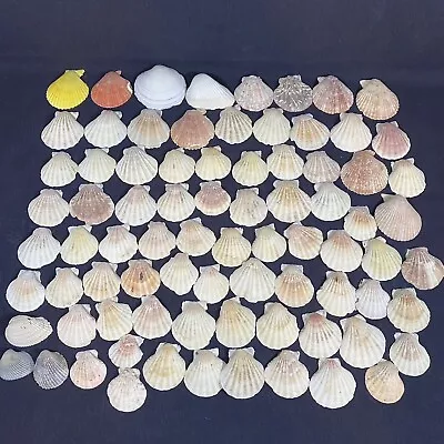 Lot Of 80 Scallop Sea Shells Craft Decor Various Colors/Sizes • $14.07