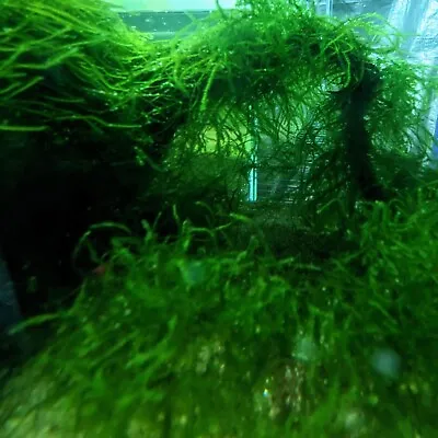 Pilo Moss Perfect For Shrimp Aquarium Aqua Scape Golf Ball Size. • $15.99