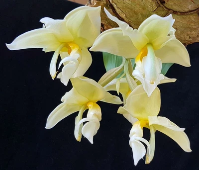 $20 • Buy Stanhopea Orchid -  Stanhopea Inodora 'Green' (Species)