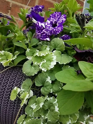 £3.99 • Buy X3/x2 Trailing Variegated Nepeta Plug Plants For Hanging Basket *Hardy Perennial