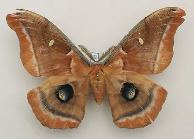 Saturniidae - Antheraea Polyphemus - Polyphemus Moth - #9 - Male • $4.33