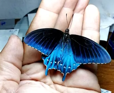 Papilio Battus Philenor Male Beautiful • $1