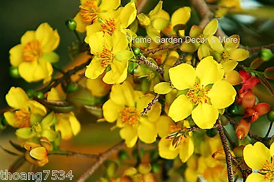 35 FRESH SEEDS Ochna Serrulata Mickey Mouse Plants Yellow Flowers Bonsai RARE • $9.59