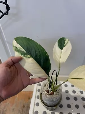 Scindapsus Perakensis Variegated (No Monstera Philodendron ) • $155.50