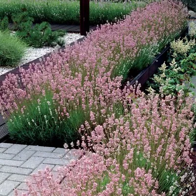 Hardy PINK Lavender English - Angustifolia Scented - Plug Plants Perennial Shrub • £5.79