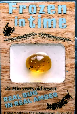 Handmade Mahogany Amber Fridge Magnet With Real Insect Bug 3x2 Inch • $26