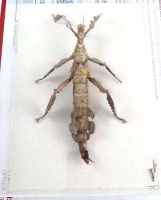 Vintage Entomology Real Mounted Insect Stick Bug Extatosoma Horridus Popa 1993 • $199.85