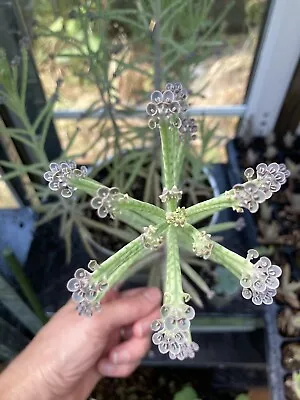 2 X Kalanchoe Plant - Mexican Hat Plant Rooted - Baby House Plant - Succulent • £4