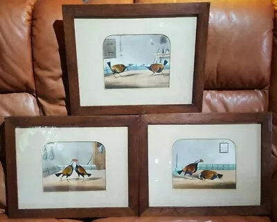 Set Of 3 Antique Hand Coloured Cock Fighting Prints • £155